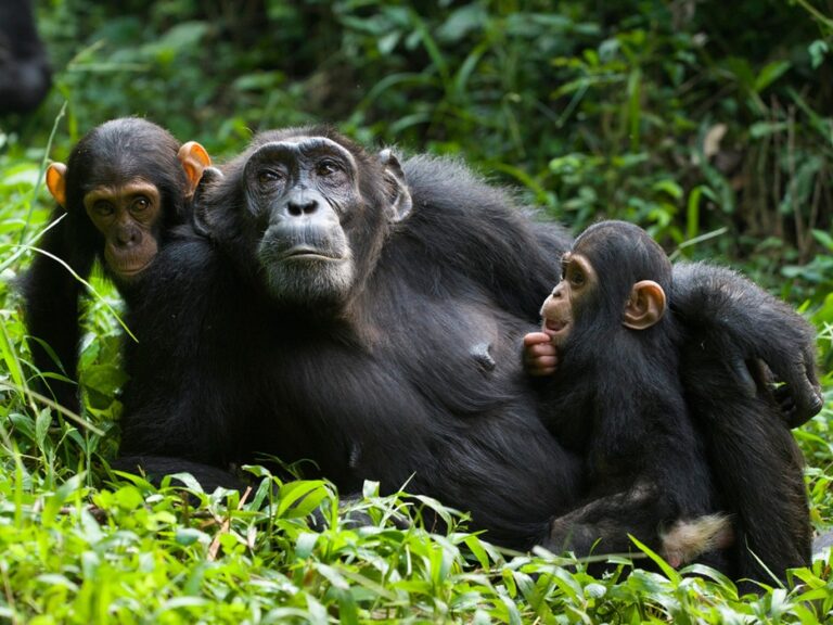 Chimpanzee-Tracking
