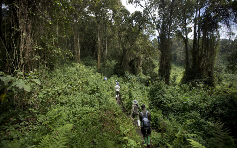 APTOPIX Rwanda Gorilla Trek
