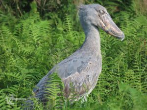 Shoebill