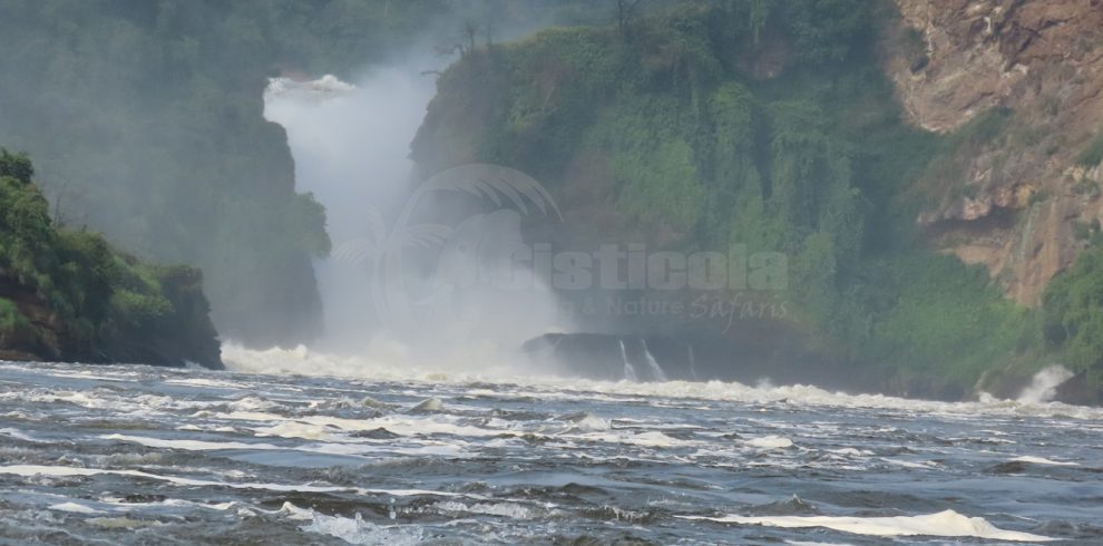 Murchison falls