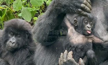 Mgahinga Gorilla National Park