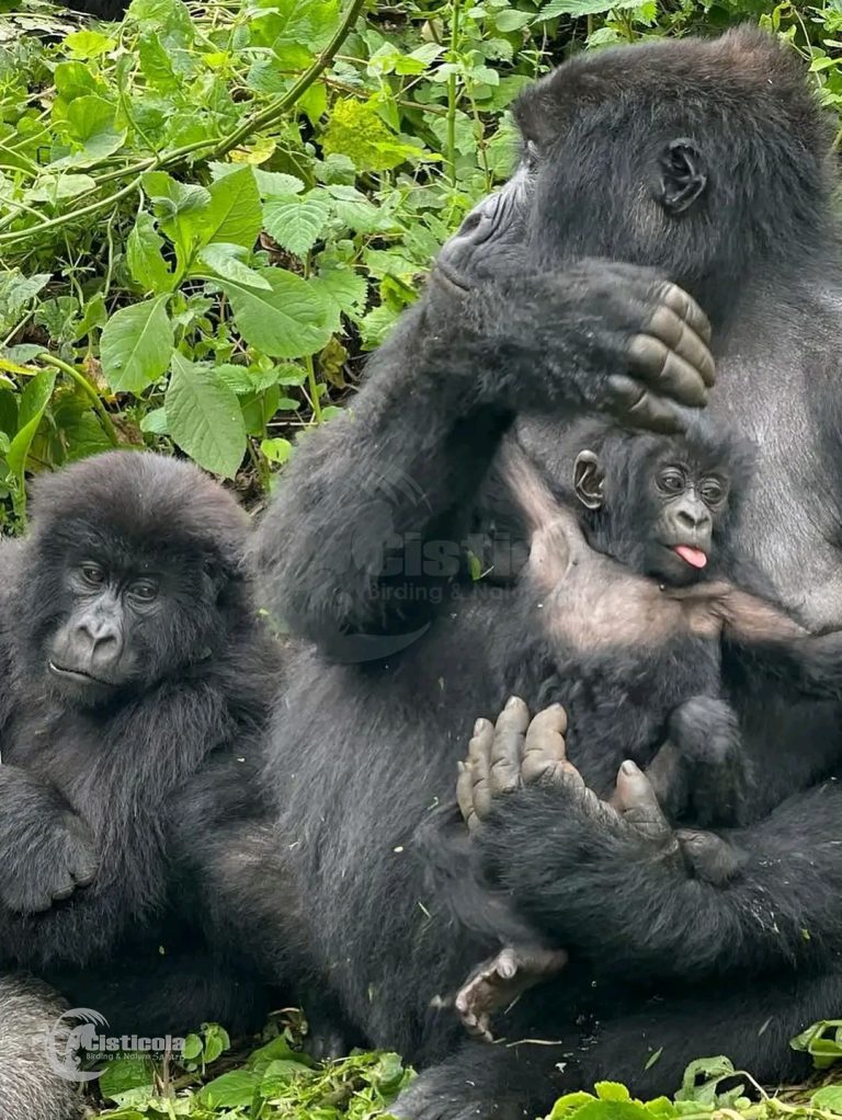 Mgahinga Gorilla National Park