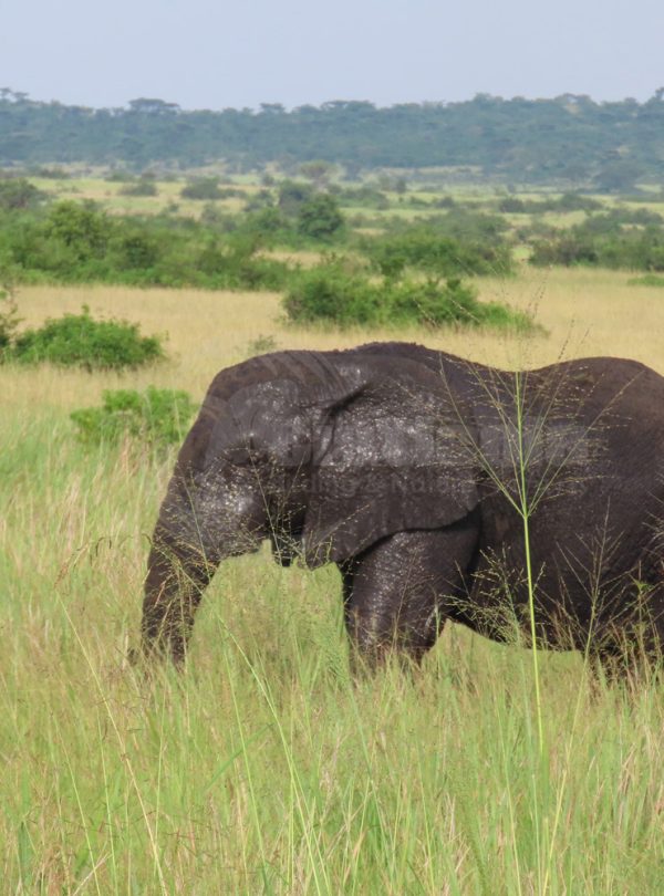 Queen Elizabeth National Park