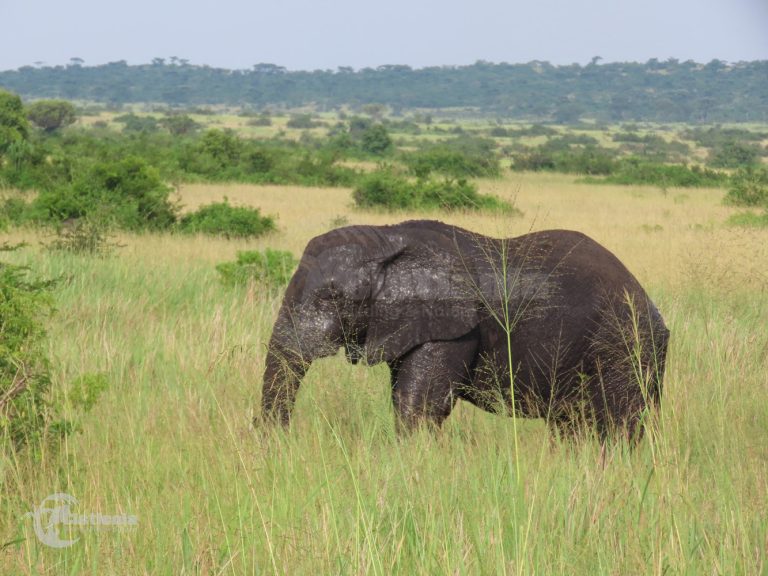 Queen Elizabeth National Park