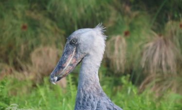 8 Days Uganda  Primates