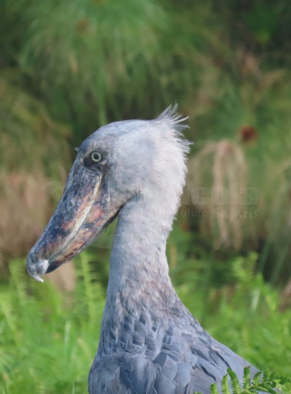 8 Days Uganda  Primates