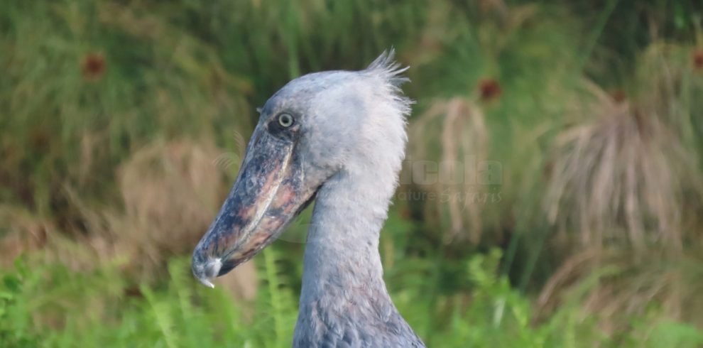 8 Days Uganda  Primates