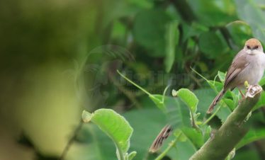 28 Days  Uganda and Rwanda Birding Trip