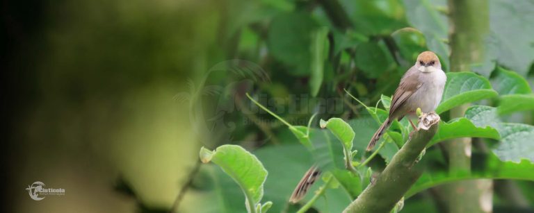 28 Days Uganda and Rwanda Birding Trip